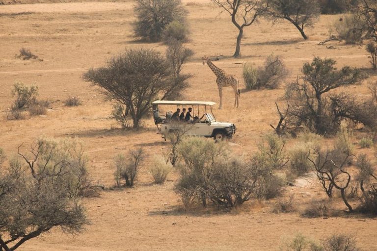 Gamr drive on the African savannah